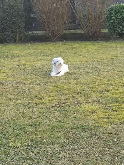 Zeigt mal die schönsten Bilder von euren Hunden !-Beitrag-Bild