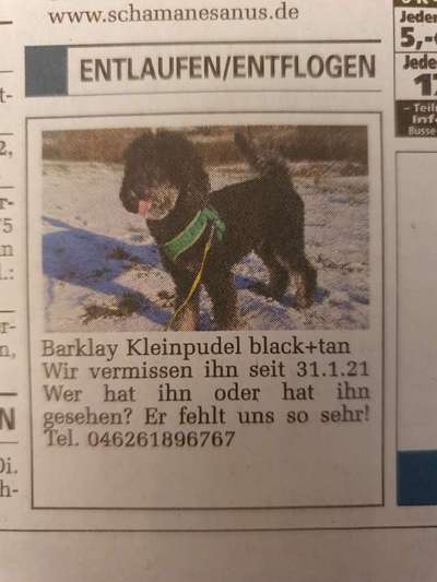 Entlaufene, Gefundene und Vermisste Hunde-Beitrag-Bild