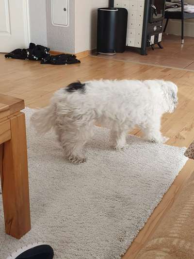 Mischlinge raten - Rätselspaß-Beitrag-Bild