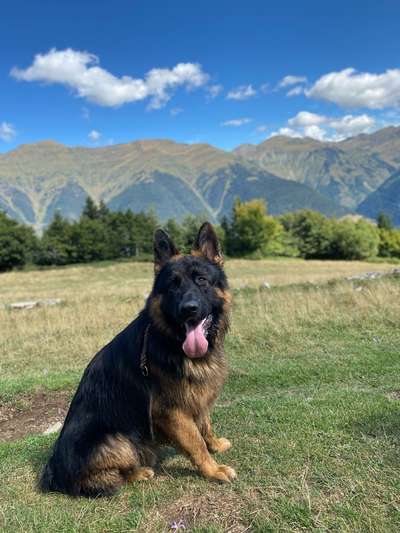 Hundetreffen-Gassirunde/ Spieltreffen mit größeren Hunden-Bild