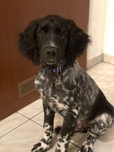 Sind hier Deutsch Kurzhaar/ Jagdhunde?-Beitrag-Bild