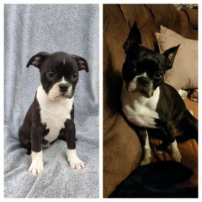 Vom Welpen zum Hund-Beitrag-Bild