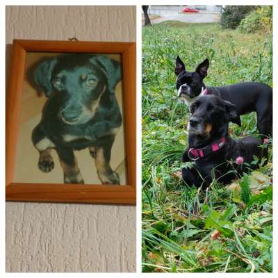 Vom Welpen zum Hund-Beitrag-Bild