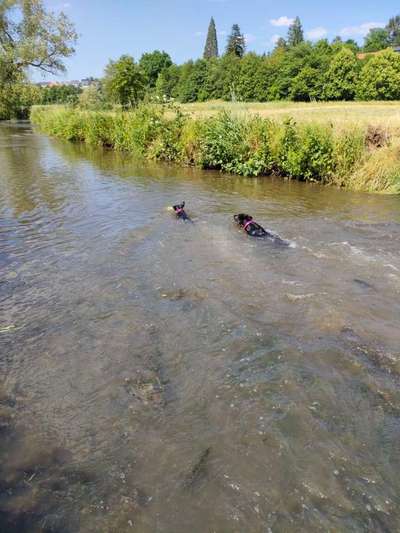 Badestelle für Hunde in Region Stuttgart (Sindelfingen / Leonberg)-Beitrag-Bild