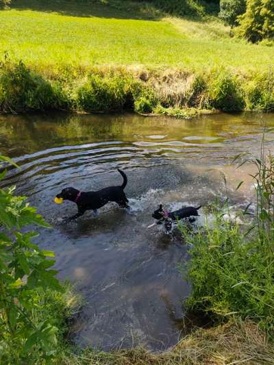 Badestelle für Hunde in Region Stuttgart (Sindelfingen / Leonberg)-Beitrag-Bild