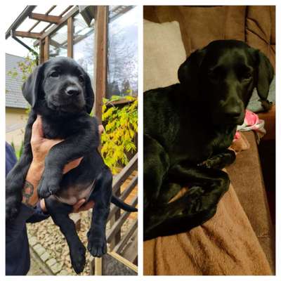 Vom Welpen zum Hund-Beitrag-Bild