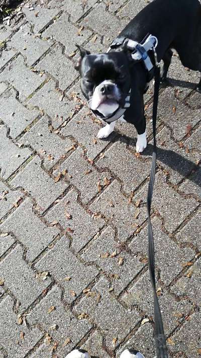 Wo sind hier die Boston Terrier?-Beitrag-Bild