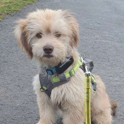 Hundetreffen-Kleiner Hund 5 Monate/ sucht  Spielkameraden in der Nähe von Ipsheim-Bild