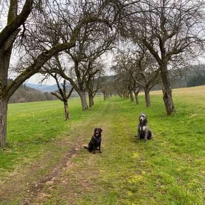 Hundetreffen-Gemeinsame Gassi-Runde-Bild