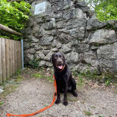 Hundetreffen-Gemeinsame Gassi-Runden-Bild