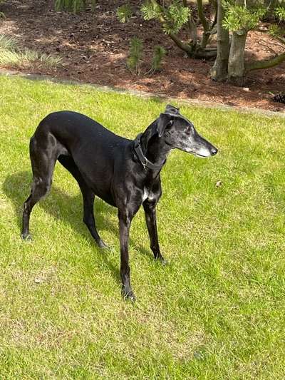 Windhunde - Treffen der besonderen Schönheiten
HERZLICH WILLKOMMEN-Beitrag-Bild