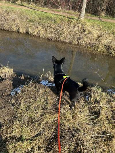 Hundetreffen-Gemeinsamer Spaziergang/ Social Walk-Bild