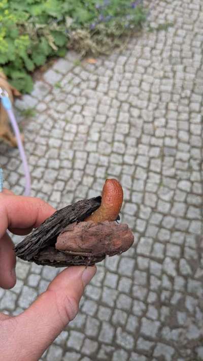 Giftköder-Giftköderwarnung-Bild