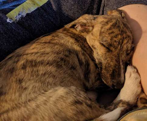 Windhunde - Treffen der besonderen Schönheiten
HERZLICH WILLKOMMEN-Beitrag-Bild