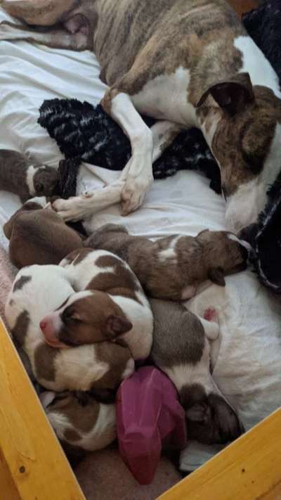 Windhunde - Treffen der besonderen Schönheiten
HERZLICH WILLKOMMEN-Beitrag-Bild