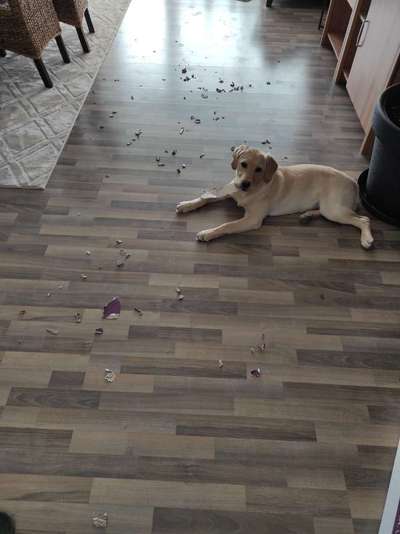 Labradorfans-Beitrag-Bild