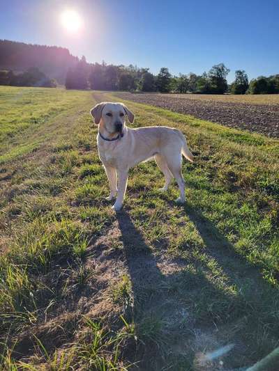 Hundetreffen-Kennen lernen, Sozialkontakt pflegen-Bild