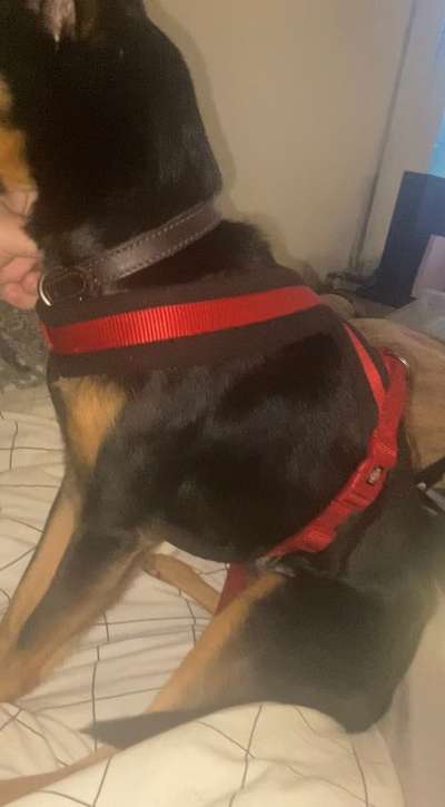 Wie sitzt mein Geschirr?-Beitrag-Bild