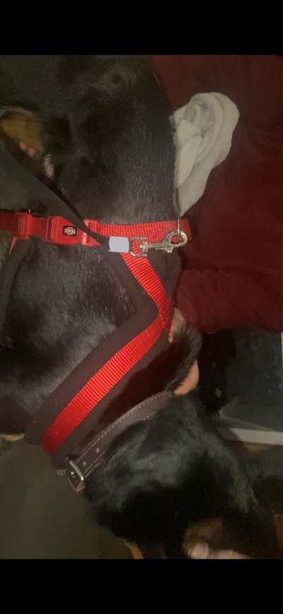 Wie sitzt mein Geschirr?-Beitrag-Bild