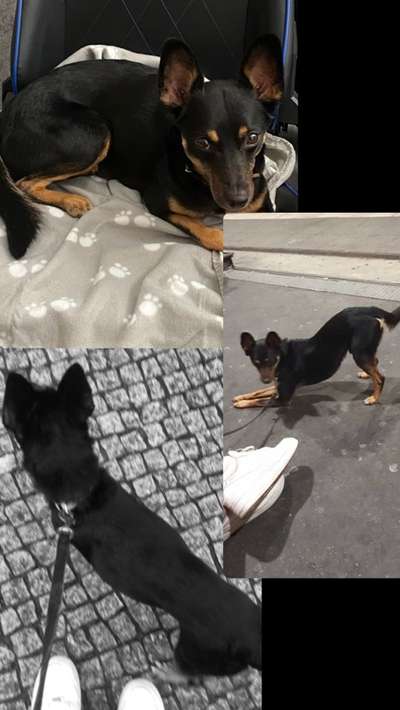 Der Gewichts-Thread-Beitrag-Bild