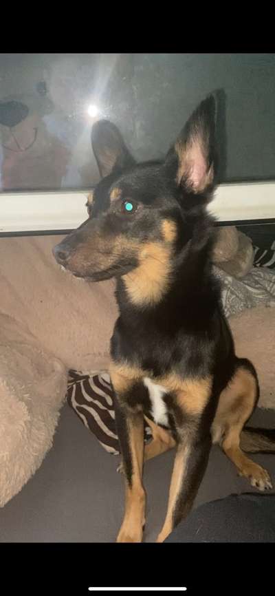 Mischlingshunde Foto Aufruf-Beitrag-Bild