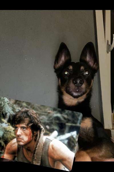 Wie heißt dein Hund?-Beitrag-Bild