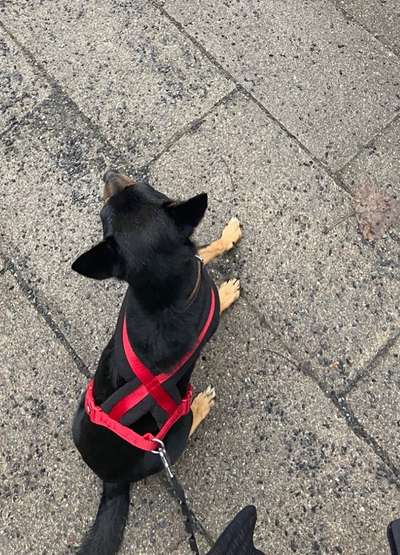 Wie sitzt mein Geschirr?-Beitrag-Bild