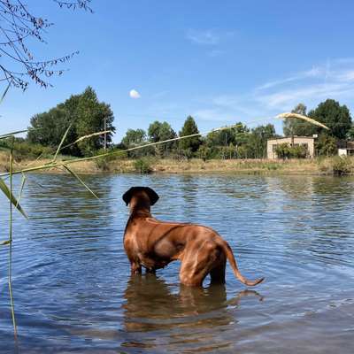 Hundetreffen-Toben an der Saale in Weißenfels-Bild