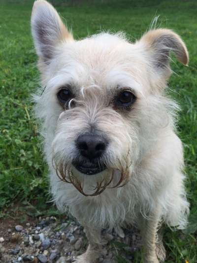 Hund aus dem Spanischen Tierschutz-Beitrag-Bild