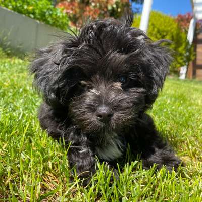 Hundetreffen-Oreo sucht einen Laufpartner und Spielpartner-Bild