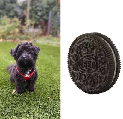 Wie heißt dein Hund?-Beitrag-Bild