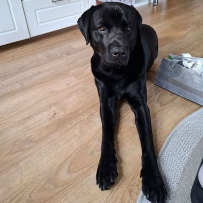 Hundetreffen-Spaziergänge und Spielrunden-Bild