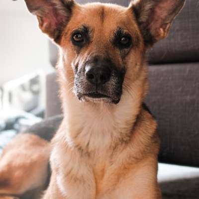 Hundetreffen-Suche RUHIGE Hunde fürs Training meiner reaktiven Hündin-Bild