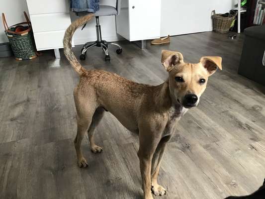 Hundetreffen-Fritzi sucht verträgliche Spielkameraden/innen-Bild