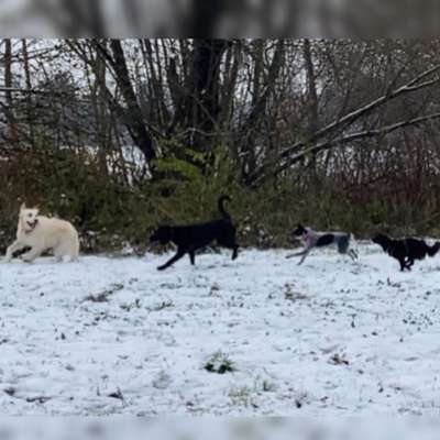 Hundetreffen-Gassi gehen-Bild