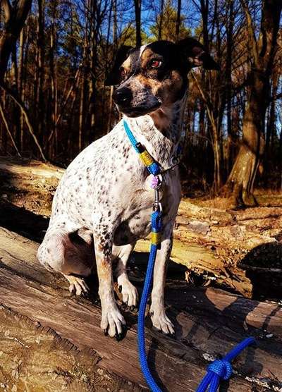 Auslandstierschutz-Beitrag-Bild