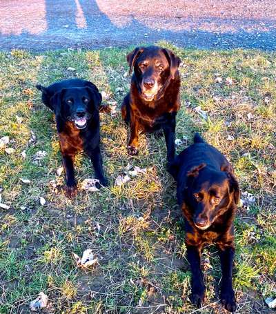 Labradorfans-Beitrag-Bild