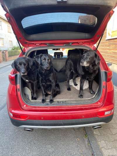 BIG LOVE :) mit 2 Hunden❣️-Beitrag-Bild