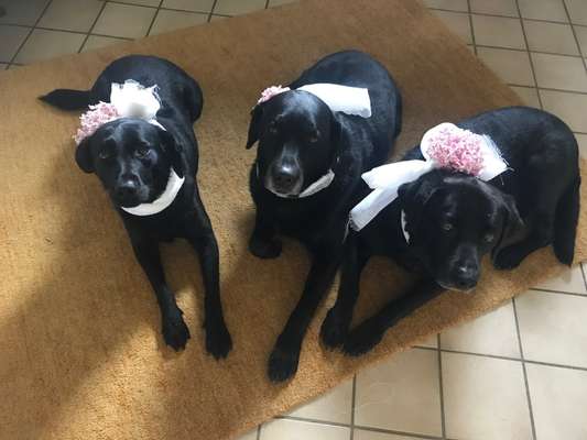 Labradorfans-Beitrag-Bild