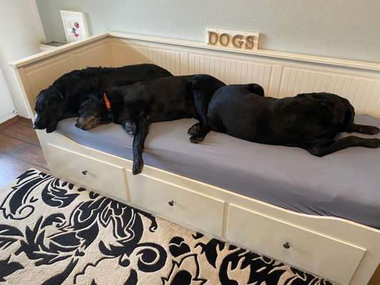 Mehrere Hunde zuhause !-Beitrag-Bild