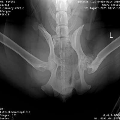 Schwerste HD/ Operation nicht möglich-Beitrag-Bild