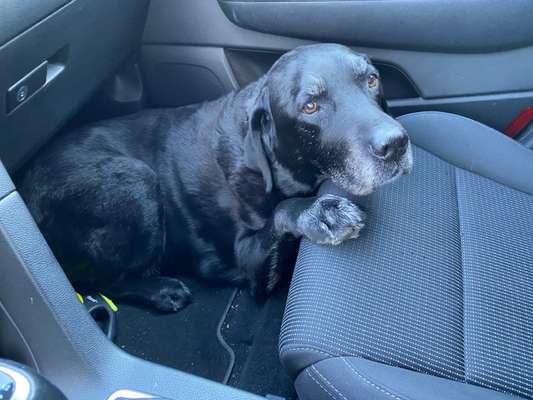 FOTOCHALLENGE 70 - Dein Hund im Auto-Beitrag-Bild