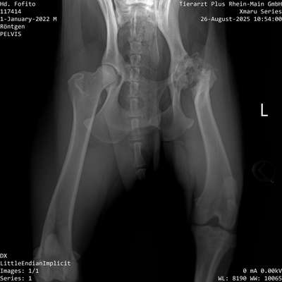 Schwerste HD/ Operation nicht möglich-Beitrag-Bild