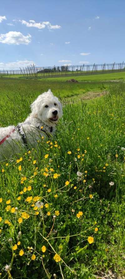 Die Dogorama Monats Challenge "Es grünt und blüht"-Beitrag-Bild