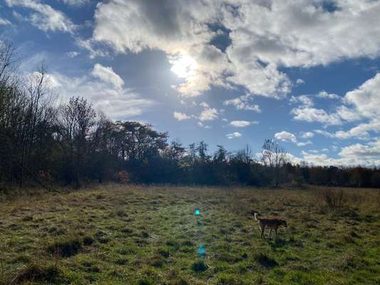 Hundeauslaufgebiet-Zwei größere Wiesen-Bild