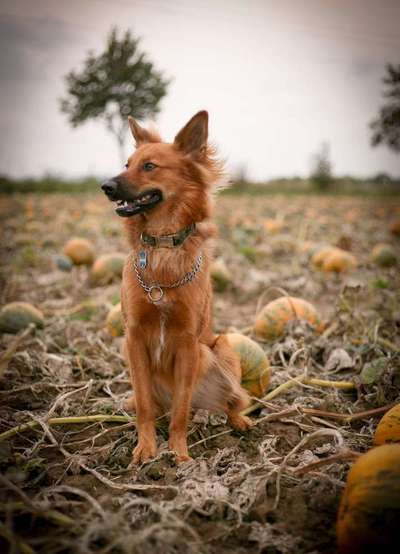 Harzer Fuchs-Beitrag-Bild