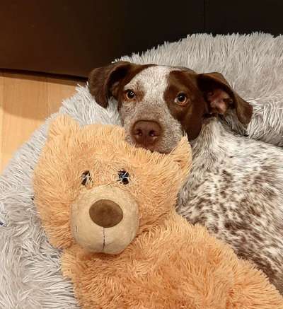 Der Lieblingsplüschi eures Vierbeiners-Beitrag-Bild