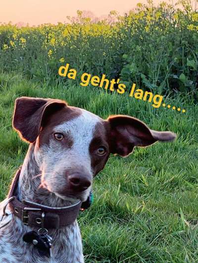 Dogorama Photo Challenge - Details Ganz nah-Beitrag-Bild