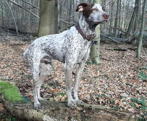 Hund aus dem Spanischen Tierschutz-Beitrag-Bild