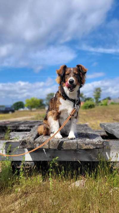 Hundetreffen-Gassi gehen , Hundebegegnungen-Bild